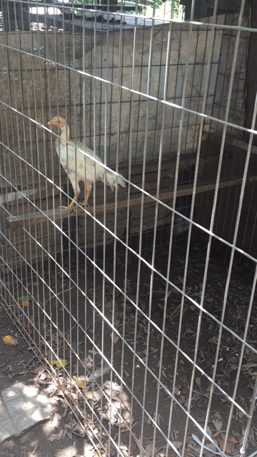 Gà mái tre Asil lai gà nòi màu bướm cú. Mua bán Gà tại Quận Cái Răng Cần Thơ được đăng bởi Trai Cần Thơ 65 hình 1