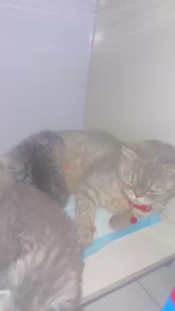 Mèo Anh lông ngắn silver qua TẾT rước được. Mua bán Mèo tại Quận 12 Tp Hồ Chí Minh được đăng bởi Đại Phong hình 1