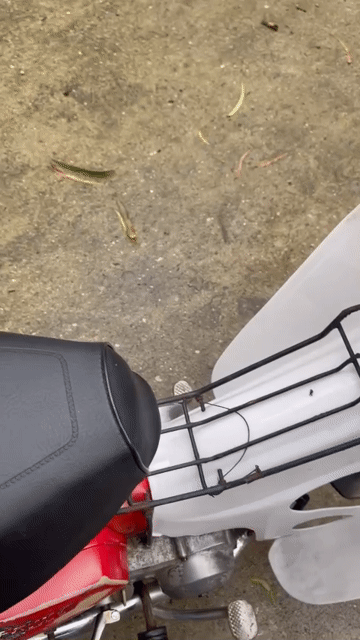 DD Đỏ biển số Hà Nội 29. Mua bán Xe máy tại Huyện Thanh Trì Hà Nội được đăng bởi cong phu hình 1