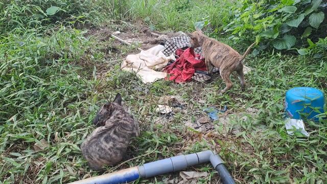 Chó PQ cái đẹp 45 ngày. Mua bán Chó tại Quận Ngũ Hành Sơn Đà Nẵng được đăng bởi CC CC hình 1