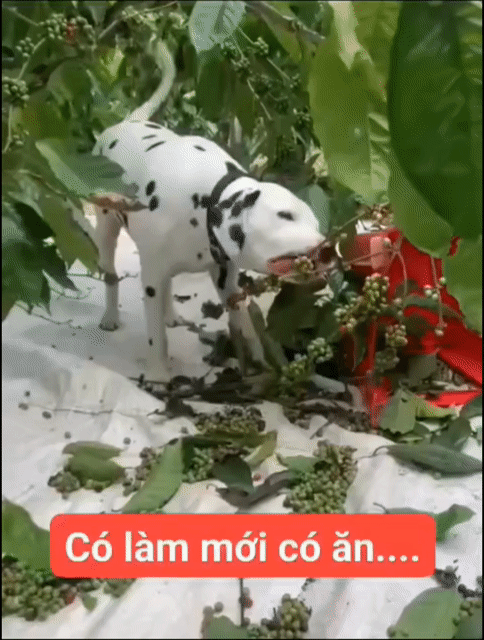 Đàn Đốm 2tháng tuổi, lớn lên giống con bự Video. Mua bán Chó tại Huyện Củ Chi Tp Hồ Chí Minh được đăng bởi Nguyễn Huy hình 1