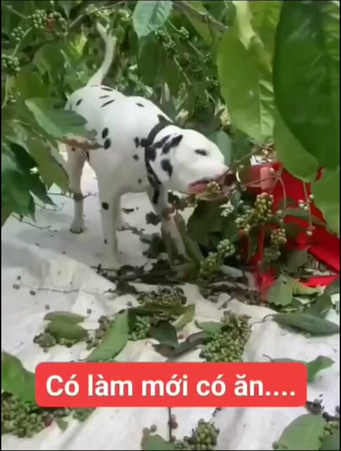 Đàn Đốm 2tháng tuổi, lớn lên giống con bự Video. Mua bán Chó tại Huyện Củ Chi Tp Hồ Chí Minh được đăng bởi Nguyễn Huy hình 1