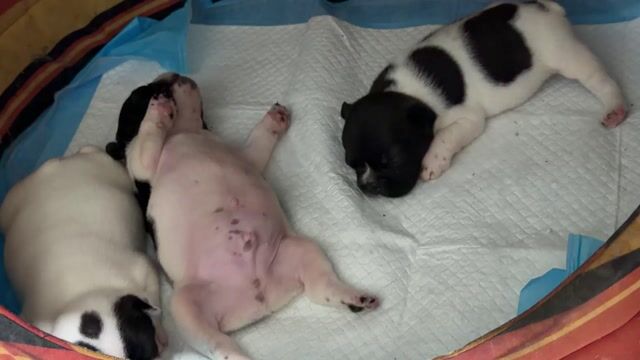 Tìm nhà mới cho các bé bò sữa. Mua bán Chó tại Quận 7 Tp Hồ Chí Minh được đăng bởi Như Quỳnh hình 1