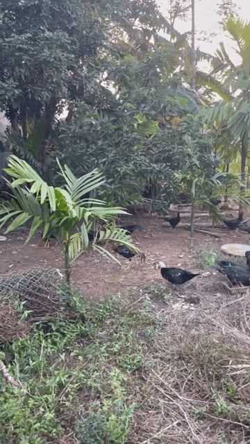 Mua bán Đất Huyện Núi Thành Quảng Nam diện tích 480 m² giá 3,3 tỷ