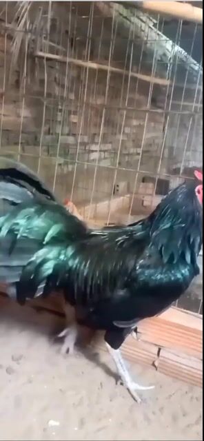 Ô ướt Mỹ Jap Kelso  3kg7. Mua bán Gà tại Thành phố Châu Đốc An Giang được đăng bởi Hoàng phuc hình 1