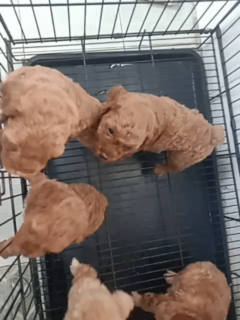 Chó Poodle Nâu đỏ mơ. Mua bán Chó tại Thị xã Phú Mỹ Bà Rịa - Vũng Tàu được đăng bởi tan nguyen hình 1