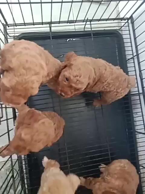 Chó Poodle Nâu đỏ mơ. Mua bán Chó tại Thị xã Phú Mỹ Bà Rịa - Vũng Tàu được đăng bởi tan nguyen hình 1