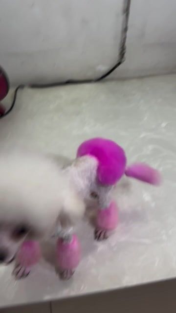 Chó Poodle mix Bichon cái gần 1 tuổi. Mua bán Chó tại Quận 7 Tp Hồ Chí Minh được đăng bởi Pet Idol hình 1