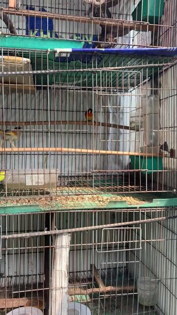 Cặp ngũ sắc thuộc bao hót cả ngày. Mua bán Chim tại Quận Gò Vấp Tp Hồ Chí Minh được đăng bởi Hung  hình 1