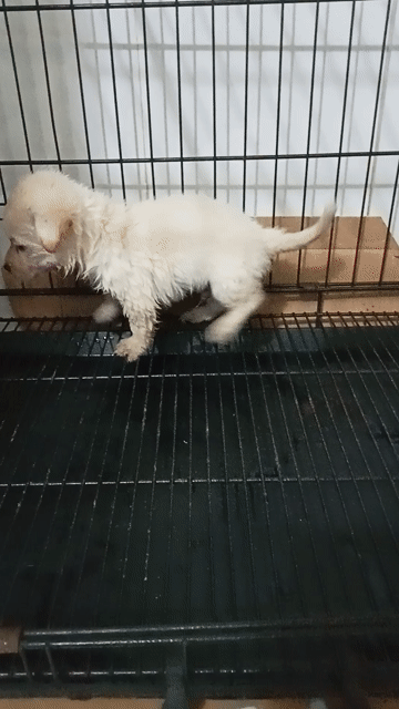bé ngoan hiền lạp xưởng lai Đực. Mua bán Chó tại Quận 12 Tp Hồ Chí Minh được đăng bởi tý hình 1