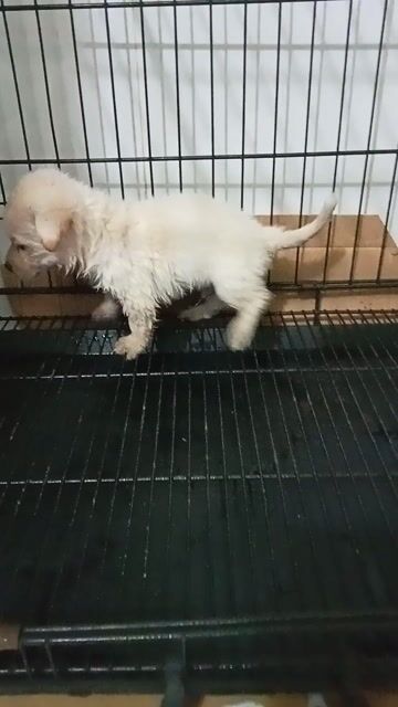bé ngoan hiền lạp xưởng lai Đực. Mua bán Chó tại Quận 12 Tp Hồ Chí Minh được đăng bởi tý hình 1