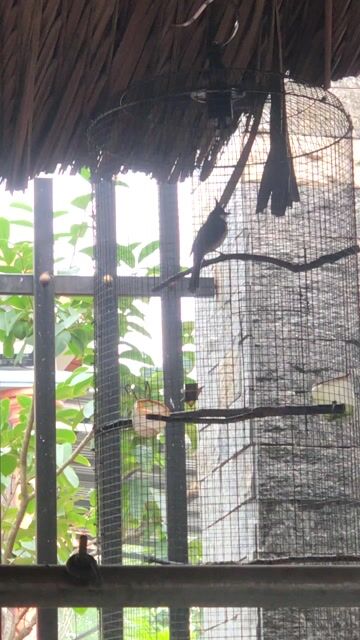 Chim chào mào hót hay. Mua bán Chim tại Huyện Bắc Tân Uyên Bình Dương được đăng bởi Huỳnh Quang hình 1