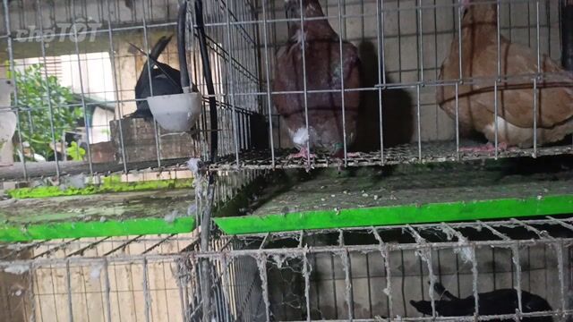 Chim bồ câu Mondai Đen, Nâu Chim tơ. Mua bán Chim tại Huyện Thuận Thành Bắc Ninh được đăng bởi Hà hình 1