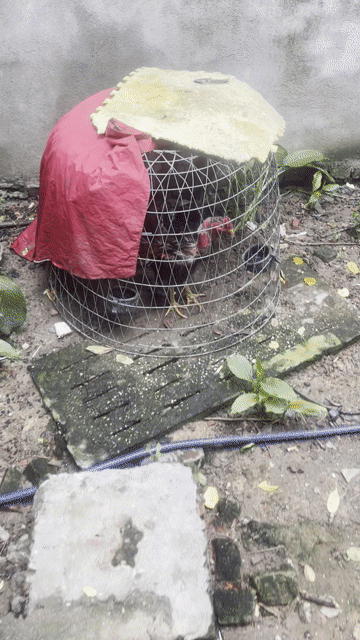 Gà chọi đực 2.8kg đã qua sử dụng. Mua bán Gà tại Huyện Mê Linh Hà Nội được đăng bởi An Tiến hình 1