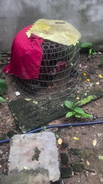 Gà chọi đực 2.8kg đã qua sử dụng. Mua bán Gà tại Huyện Mê Linh Hà Nội được đăng bởi An Tiến hình 1