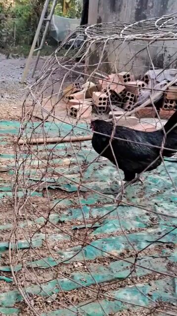 Gà Jap - Mỹ đang đẻ lứa 2. Mua bán Gà tại Huyện Tân Hiệp Kiên Giang được đăng bởi Siêu Việt hình 1