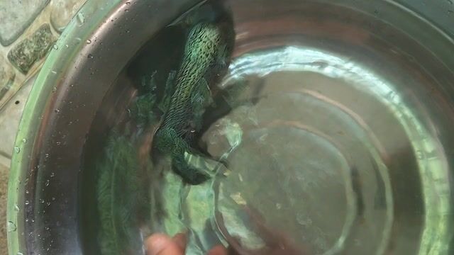 Cá cảnh Kamfa Hơn 4 ngón Xanh đen. Mua bán Thú cưng khác tại Thành phố Rạch Giá Kiên Giang được đăng bởi Thanh Rạch Giá hình 1