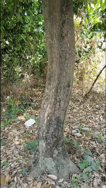 Cây cảnh Thanh trà 1 cốt lắc lượng. Mua bán Cây cảnh, đồ trang trí tại Thành phố Vĩnh Long Vĩnh Long được đăng bởi Cửa nhôm cao cấp hình 1