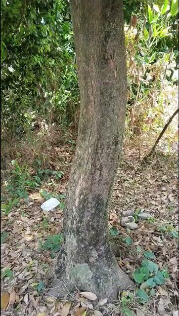Cây cảnh Thanh trà 1 cốt lắc lượng. Mua bán Cây cảnh, đồ trang trí tại Thành phố Vĩnh Long Vĩnh Long được đăng bởi Cửa nhôm cao cấp hình 1