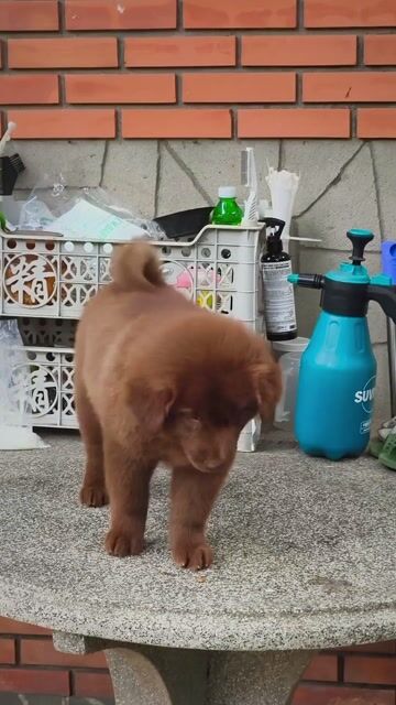 Chó Gấu Bắc Hà Nâu Đỏ Tuyền Hàng Đẹp Chuẩn Giống. Mua bán Chó tại Quận Gò Vấp Tp Hồ Chí Minh được đăng bởi Shop SH Và Chó Cộc Sài Gòn hình 1