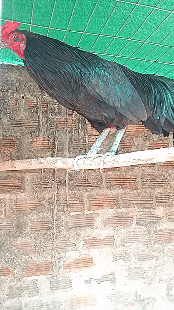 Gà tơ trống 9-10 tháng. Mua bán Gà tại Huyện Phụng Hiệp Hậu Giang được đăng bởi dũng hoàng hình 1