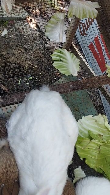 Thỏ cảnh Trắng Nâu trắng. Mua bán Thú cưng khác tại Quận Liên Chiểu Đà Nẵng được đăng bởi nguyễn quốc hình 1