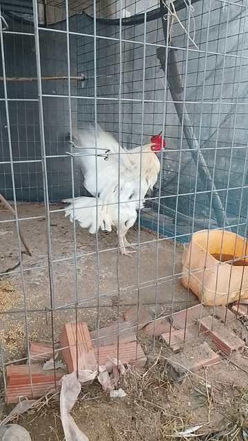 Gà chọi 4.3kg 2 trận đang thay lông. Mua bán Gà tại Huyện Thủ Thừa Long An được đăng bởi Dương Đạt hình 1