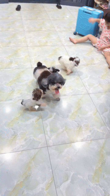 Chó Poodle Teacup đực Xám trắng. Mua bán Chó tại Quận Bình Tân Tp Hồ Chí Minh được đăng bởi Trần Toản hình 1