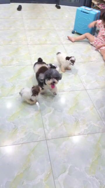 Chó Poodle Teacup đực Xám trắng. Mua bán Chó tại Quận Bình Tân Tp Hồ Chí Minh được đăng bởi Trần Toản hình 1