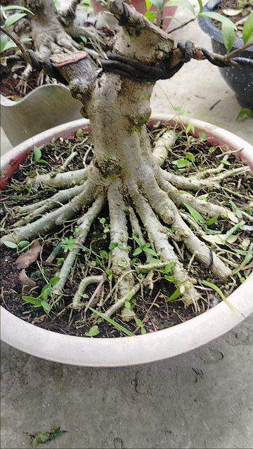 Cây cảnh Bonsai Mai chiếu thủy. Mua bán Cây cảnh, đồ trang trí tại Huyện Cai Lậy Tiền Giang được đăng bởi Cây cảnh bonsai  hình 1