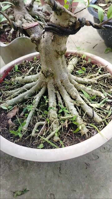 Cây cảnh Bonsai Mai chiếu thủy. Mua bán Cây cảnh, đồ trang trí tại Huyện Cai Lậy Tiền Giang được đăng bởi Cây cảnh bonsai  hình 1