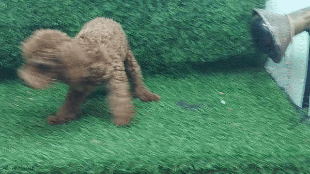 poodle cái dòng tecup 3 tháng tuổi . Mua bán Chó tại Quận Gò Vấp Tp Hồ Chí Minh được đăng bởi thanhthai632005 hình 1
