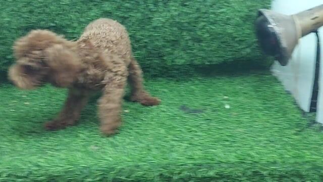 poodle cái dòng tecup 3 tháng tuổi . Mua bán Chó tại Quận Gò Vấp Tp Hồ Chí Minh được đăng bởi thanhthai632005 hình 1