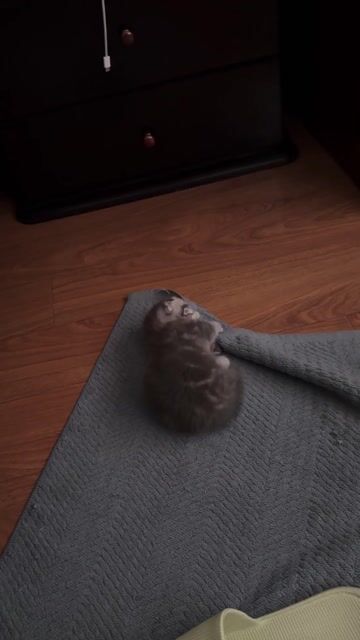 Mèo Anh lông ngắn xám 2 tháng. Mua bán Mèo tại Quận Tân Phú Tp Hồ Chí Minh được đăng bởi Hoài Phong hình 1