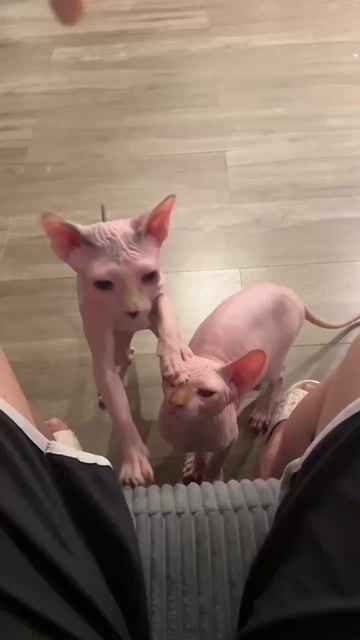 Không có thời gian chăm. Chia lại 2 em mèo Ai Cập. Mua bán Mèo tại Quận Ngũ Hành Sơn Đà Nẵng được đăng bởi Tanbi hình 1