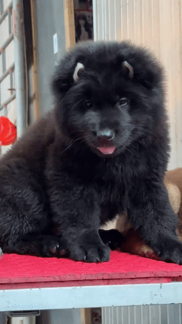 Chó đuc đen tuyền siêu đẹp . Mua bán Chó tại Thành phố Thủ Đức Tp Hồ Chí Minh được đăng bởi cho H mong hình 1