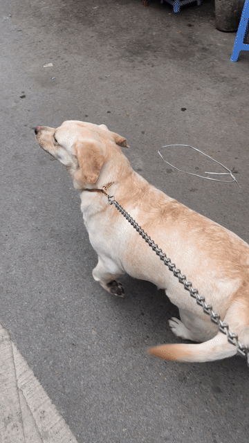 Chó Labrador cái vàng kem. Mua bán Chó tại Quận Hà Đông Hà Nội được đăng bởi Bình Dương hình 1