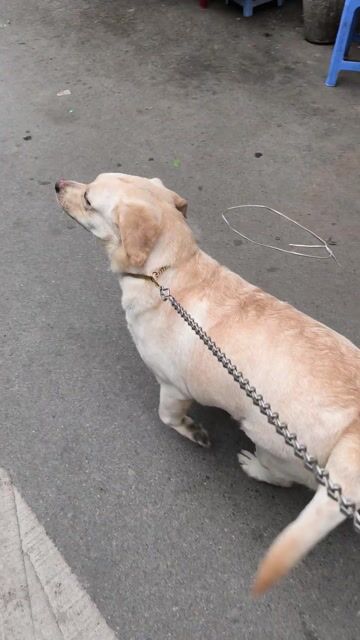 Chó Labrador cái vàng kem. Mua bán Chó tại Quận Hà Đông Hà Nội được đăng bởi Bình Dương hình 1