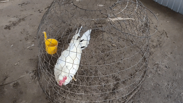 Gà bướm thái mỹ đổ nhà 7 tháng đang ra lông . Mua bán Gà tại Huyện Phong Điền Cần Thơ được đăng bởi Gà Đổ Nhà Tuấn Đạt hình 1
