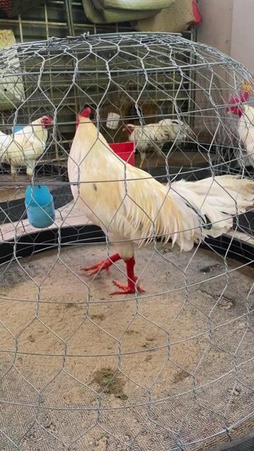 Gà 3k7 tay xương xương long mới sỗ khá gà. Mua bán Gà tại Huyện Châu Thành Bến Tre được đăng bởi Trọng Tân hình 1