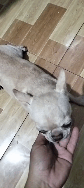 bé Chihuahua cái 3 tuổi chuẩn bị salo. Mua bán Chó tại Huyện Hóc Môn Tp Hồ Chí Minh được đăng bởi pe thao hình 1
