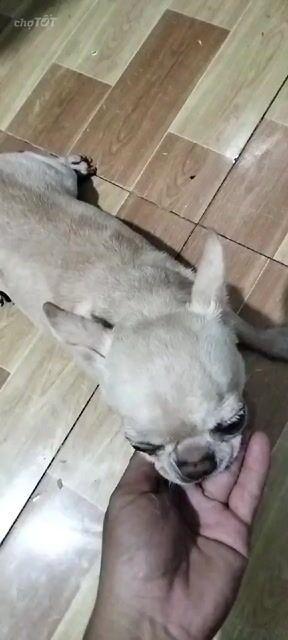 bé Chihuahua cái 3 tuổi chuẩn bị salo. Mua bán Chó tại Huyện Hóc Môn Tp Hồ Chí Minh được đăng bởi pe thao hình 1