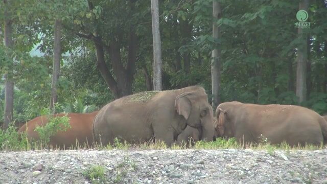 *Wholesome* Pack of Elephants Meet Their Caretaker for the First Time in a While
