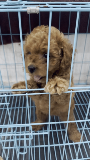 Chó Poodle Tini Nâu đỏ đã tiêm phòng. Mua bán Chó tại Thành phố Thủ Đức Tp Hồ Chí Minh được đăng bởi Phương Hồng hình 1