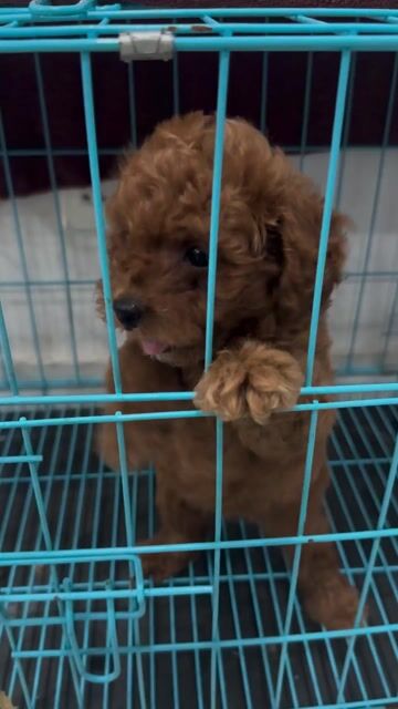 Chó Poodle Tini Nâu đỏ đã tiêm phòng. Mua bán Chó tại Thành phố Thủ Đức Tp Hồ Chí Minh được đăng bởi Phương Hồng hình 1