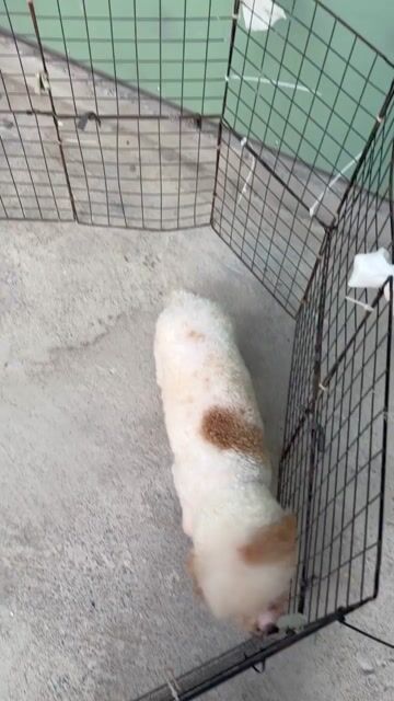 ngoan xinh iu. Mua bán Chó tại Thị xã Tân Uyên Bình Dương được đăng bởi tùng  hình 1