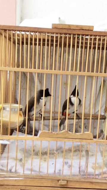 chào mào siêng hót. Mua bán Chim tại Quận Tân Bình Tp Hồ Chí Minh được đăng bởi Minh Khôi hình 1