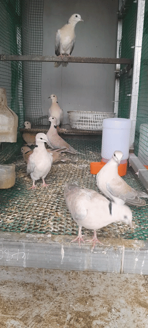 Chim cu pháp nâu nhạt. Mua bán Chim tại Quận Gò Vấp Tp Hồ Chí Minh được đăng bởi le duy hieu hình 1