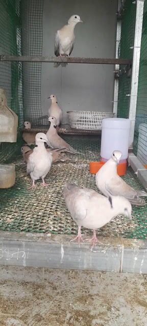 Chim cu pháp nâu nhạt. Mua bán Chim tại Quận Gò Vấp Tp Hồ Chí Minh được đăng bởi le duy hieu hình 1