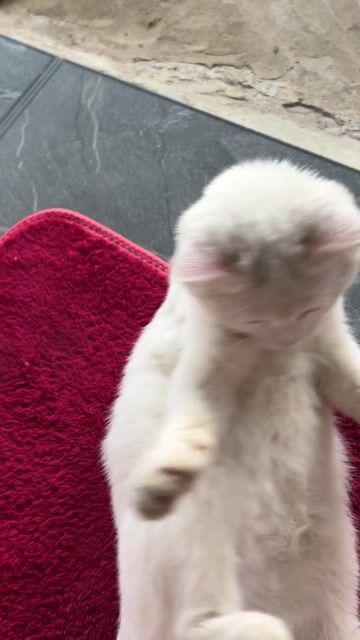 Mèo cảnh Trắng hai màu mắt. Mua bán Mèo tại Huyện Hoài Đức Hà Nội được đăng bởi Bùi Thị Thùy hình 1